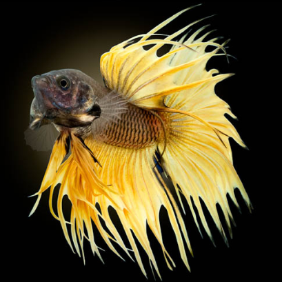 betta splendens gaidelis